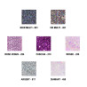 Pointes GLITTER  Merlet